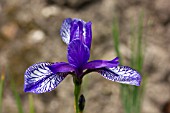 IRIS SIBIRICA FLIGHT OF BUTTERFLIES