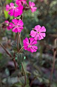 SILENE DIOICA INANE