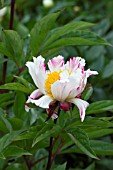 PAEONIA LACTIFLORA TWITTERPATED