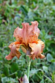 IRIS COPPER CLASSIC