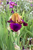 IRIS SYNCOPATION