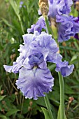 IRIS MONETS BLUE