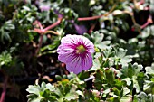 GERANIUM CINEREUM ROTHBURY GEM