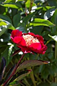 PAEONIA LACTIFLORA CHARLES BURGESS