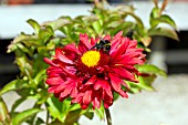 GAILLARDIA X GRANDIFLORA BURGUNDER