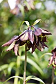 FRITILLARIA CAMSCHATCENSIS