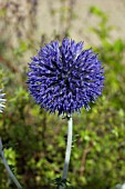 ECHINOPS RITRO SSP RUTHENICUS PLATINUM BLUE