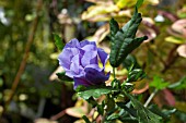 HIBISCUS SYRIACUS MARINA