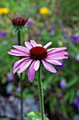 ECHINACEA PURPUREA PRIMADONNA DEEP ROSE