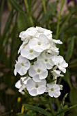 PHLOX PANICULATA PINA COLADA