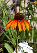 ECHINACEA PURPUREA GARDEN EMOTION