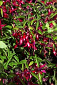 FUCHSIA DYING EMBERS