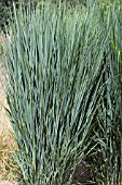 PANICUM VIRGATUM NORTHWIND