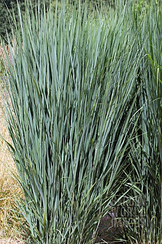 PANICUM_VIRGATUM_NORTHWIND