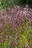 MISCANTHUS SINENSIS CHINA