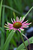 ECHINACEA PURPUREA KIMS KNEE HIGH