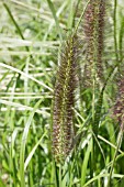 PENNISETUM ALOPECUROIDES DARK DESIRE