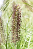 PENNISETUM ALOPECUROIDES DARK DESIRE