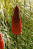 KNIPHOFIA MOUNT ETNA