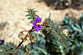 SOLANUM ATROPURPUREUM