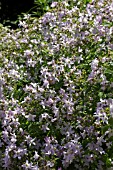 CAMPANULA LACTIFLORA LODDON ANNA