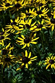 RUDBECKIA LITTLE GOLD STAR