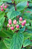 HYPERICUM KOLMBEAU