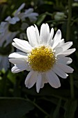 LEUCANTHEMUM X SUPERBUM SUNNY SIDE UP