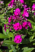 PHLOX PANICULATA PEACOCK NEON PURPLE (PEACOCK SERIES)