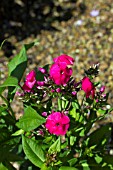 PHLOX PANICULATA PEACOCK CHERRY RED (PEACOCK SERIES)