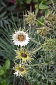 BERKHEYA CIRSIIFOLIA