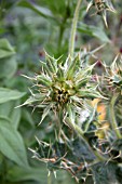 BERKHEYA CIRSIIFOLIA