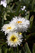 LEUCANTHEMUM X SUPERBUM SHAPCOTT SUMMER CLOUDS