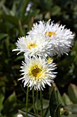 LEUCANTHEMUM X SUPERBUM SHAPCOTT SUMMER CLOUDS