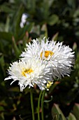 LEUCANTHEMUM X SUPERBUM SHAPCOTT SUMMER CLOUDS