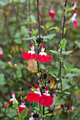 SALVIA X JAMENSIS HOT LIPS