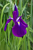 IRIS ENSATA ISO-NO-NAMI