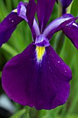 IRIS ENSATA ISO-NO-NAMI