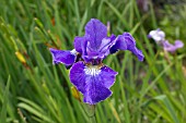 IRIS SIBIRICA WALL STREET BLUES