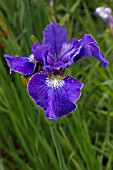 IRIS SIBIRICA WALL STREET BLUES