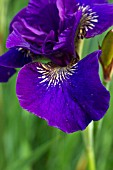 IRIS SIBIRICA VISUAL TREAT