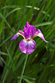 IRIS SIBIRICA MELTON RED FLARE