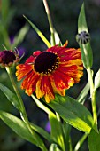 HELENIUM SAHINS EARLY FLOWERER