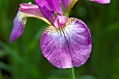 IRIS SIBIRICA MELTON RED FLARE