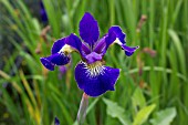 IRIS SIBIRICA GOLDEN EDGE