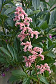 RODGERSIA AESCULIFOLIA