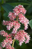 RODGERSIA AESCULIFOLIA