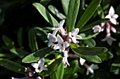 DAPHNE X TRANSATLANTICA ETERNAL FRAGRANCE