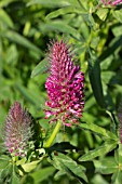 TRIFOLIUM RUBENS RED FEATHERS