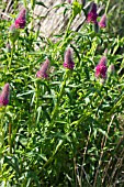 TRIFOLIUM RUBENS RED FEATHERS